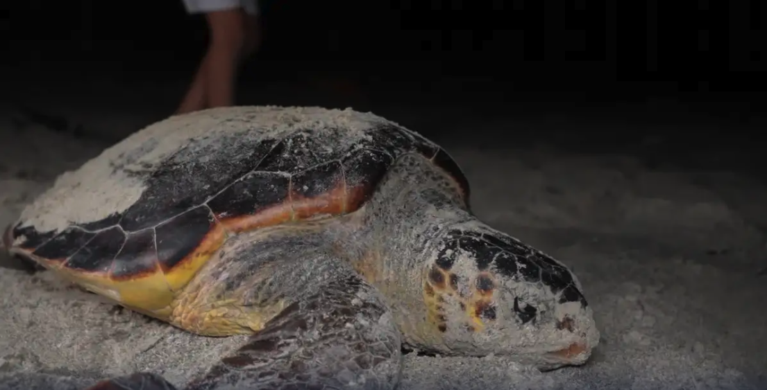 SUV racing threatens endangered sea turtles in Libya