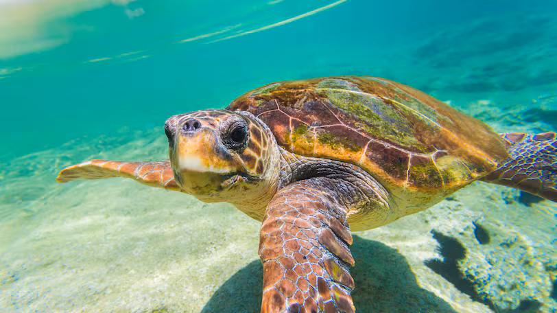 Threatened turtles find refuge in war-torn Libya