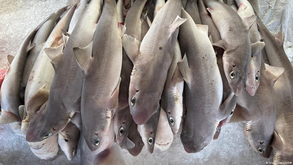 Longnose spurdog sharks are openly sold on markets amid limited enforcement of fishing regulations