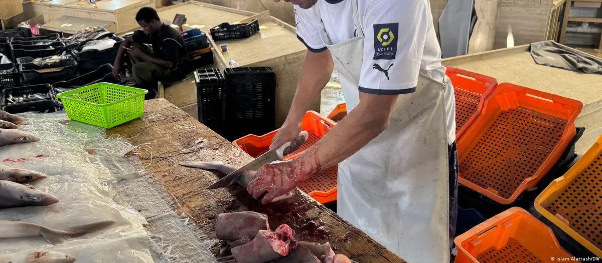 Longnose spurdog sharks, locally known as kalb al-bahr, are sold at Libyan fish markets