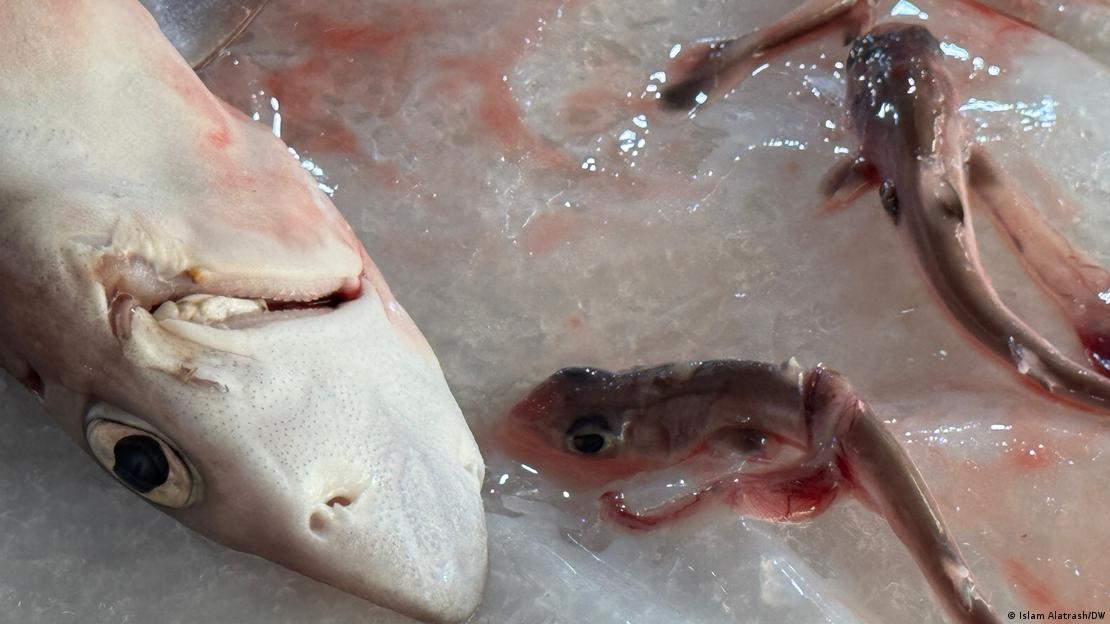 Some of the sharks were pregnant, the babies killed before they could hatch