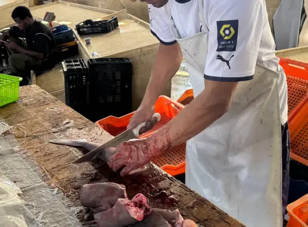 Mediterranean sharks are vanishing in a legal void