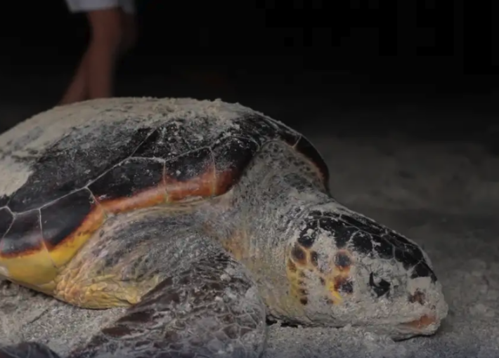 SUV racing threatens endangered sea turtles in Libya
