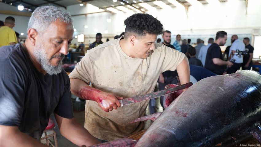 Saving Lives in the Mediterranean: A Mission That Requires North–South Cooperation