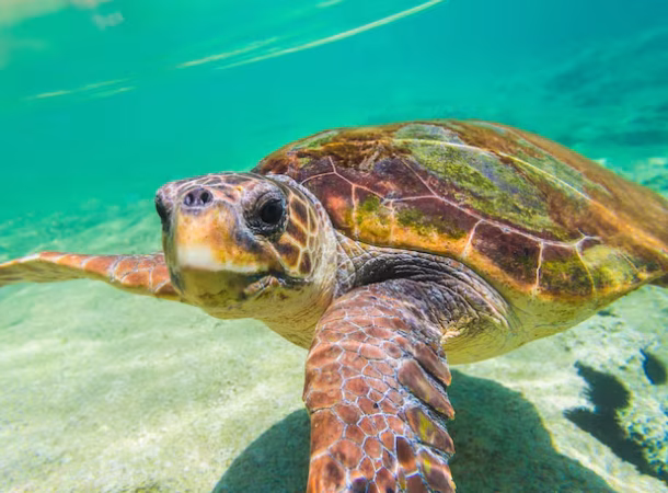 Threatened turtles find refuge in war-torn Libya