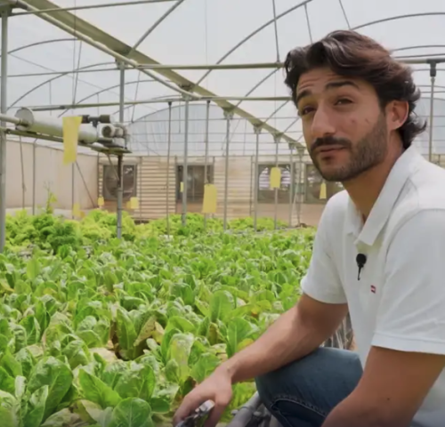 A Libyan farmer growing organic food in desert conditions