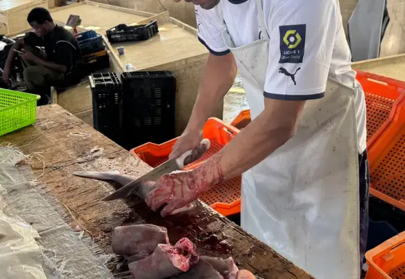 Mediterranean sharks are vanishing in a legal void