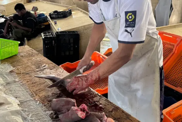 Mediterranean sharks are vanishing in a legal void