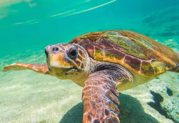 Threatened turtles find refuge in war-torn Libya