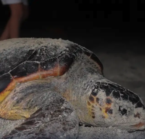 SUV racing threatens endangered sea turtles in Libya