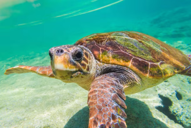Threatened turtles find refuge in war-torn Libya